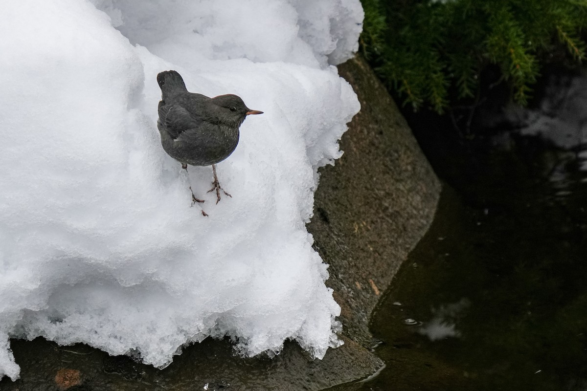 Ur-zozo iparramerikarra - ML645931815