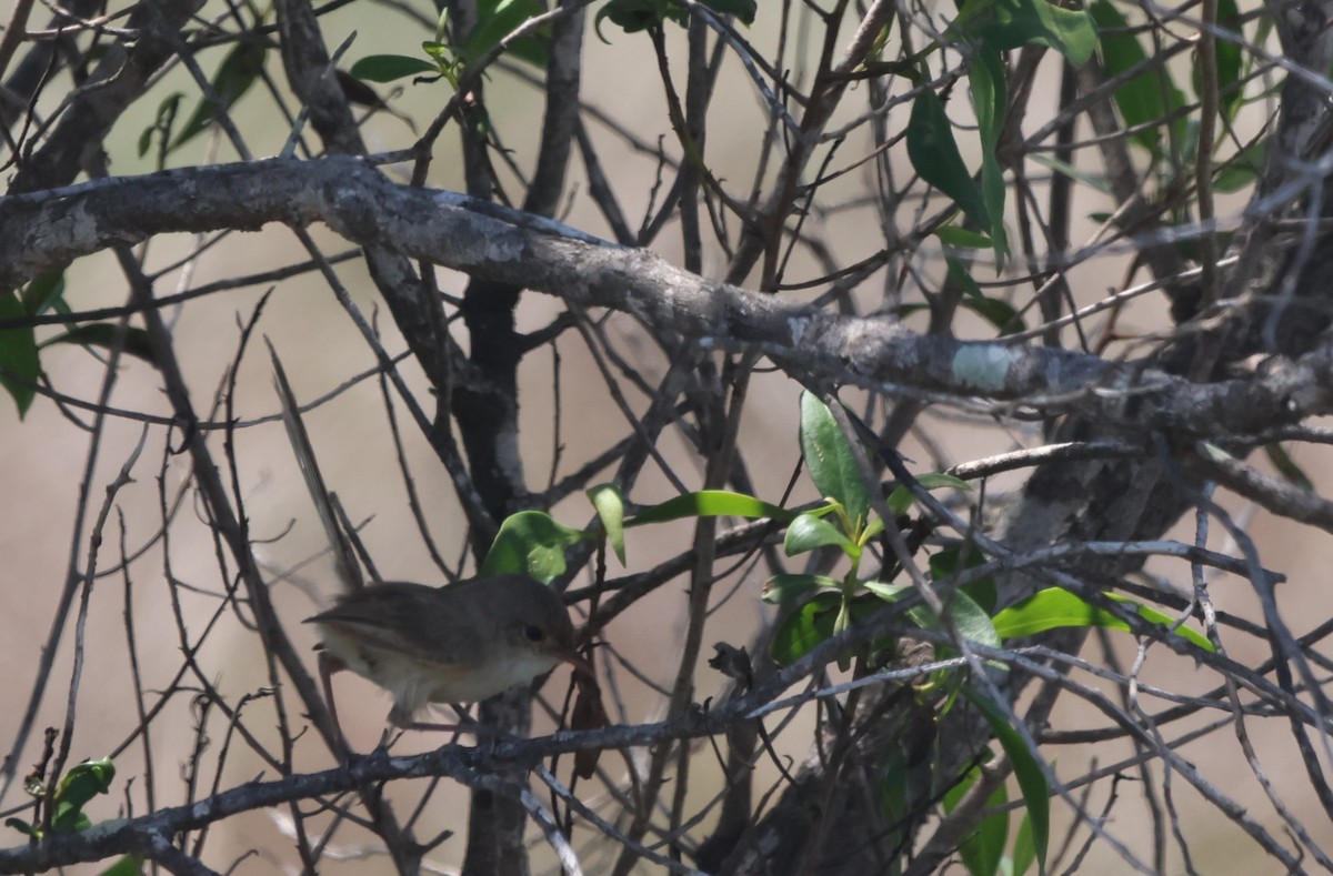 セアカオーストラリアムシクイ - ML645931817