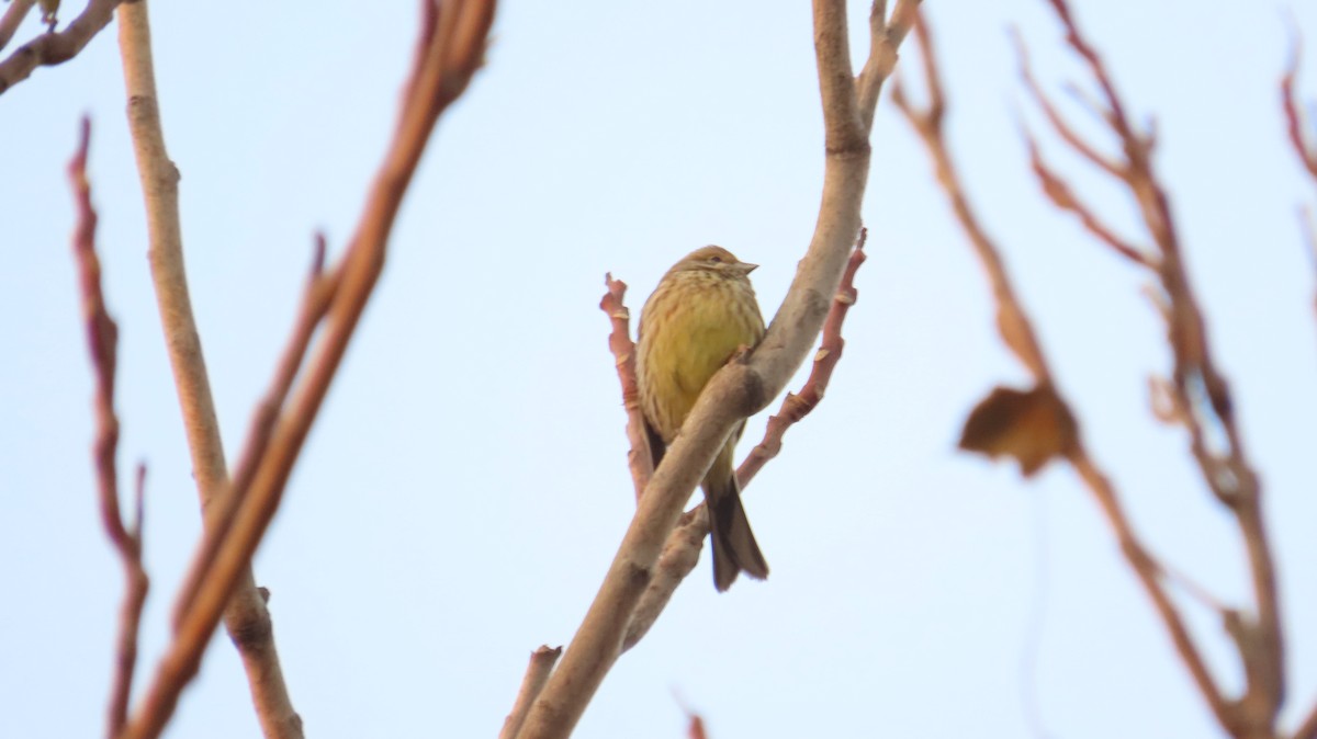 キアオジ - ML645931820