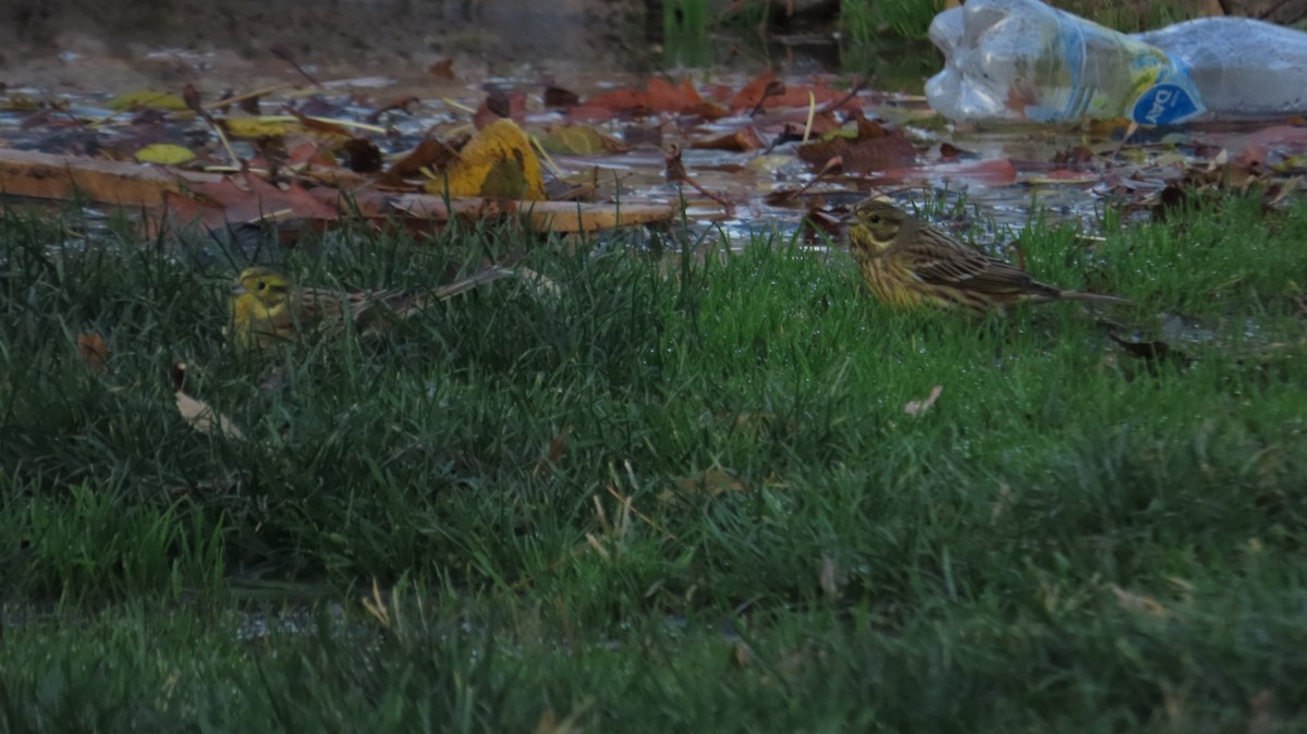 キアオジ - ML645931821