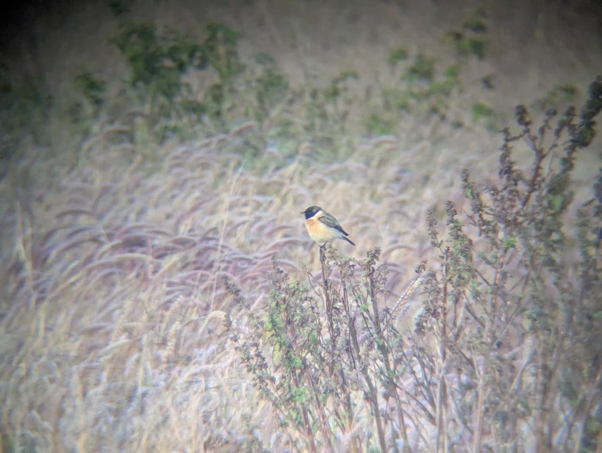 シベリアノビタキ - ML645931822