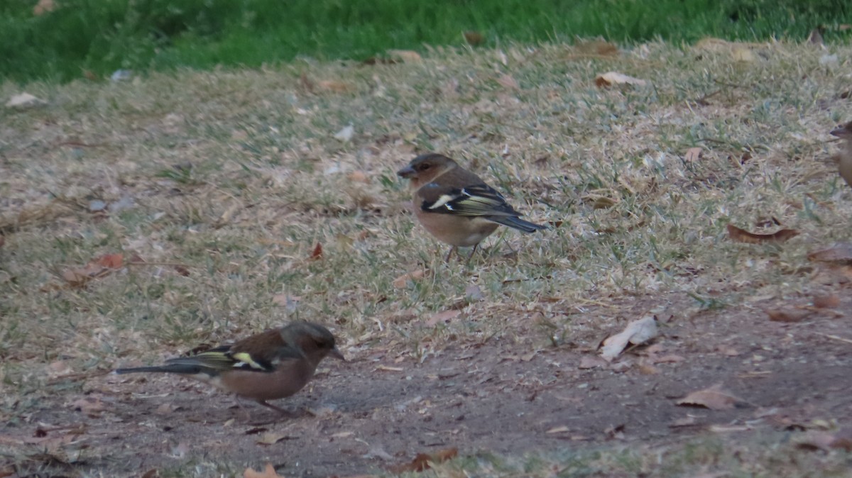 ズアオアトリ - ML645931823