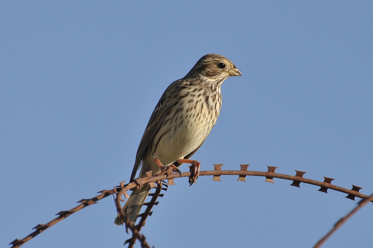 ハタホオジロ - ML645931824