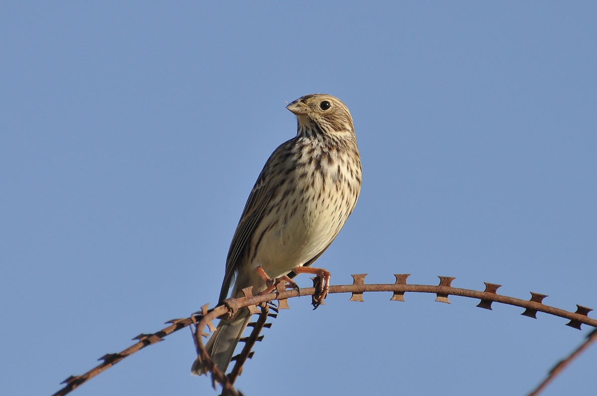 ハタホオジロ - ML645931825