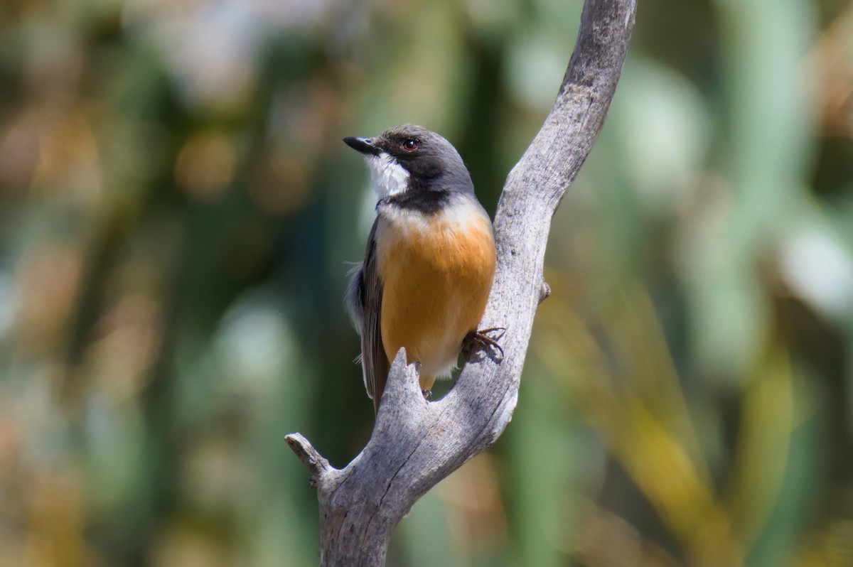 アカハラモズヒタキ - ML645931826