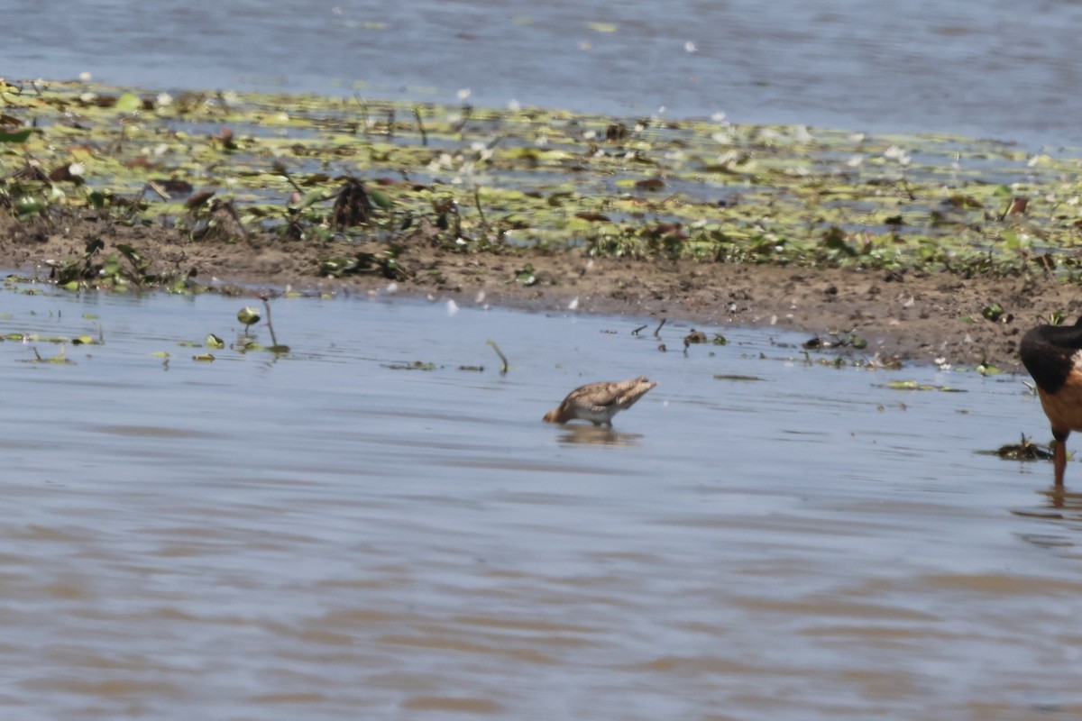 オオジシギ - ML645931827