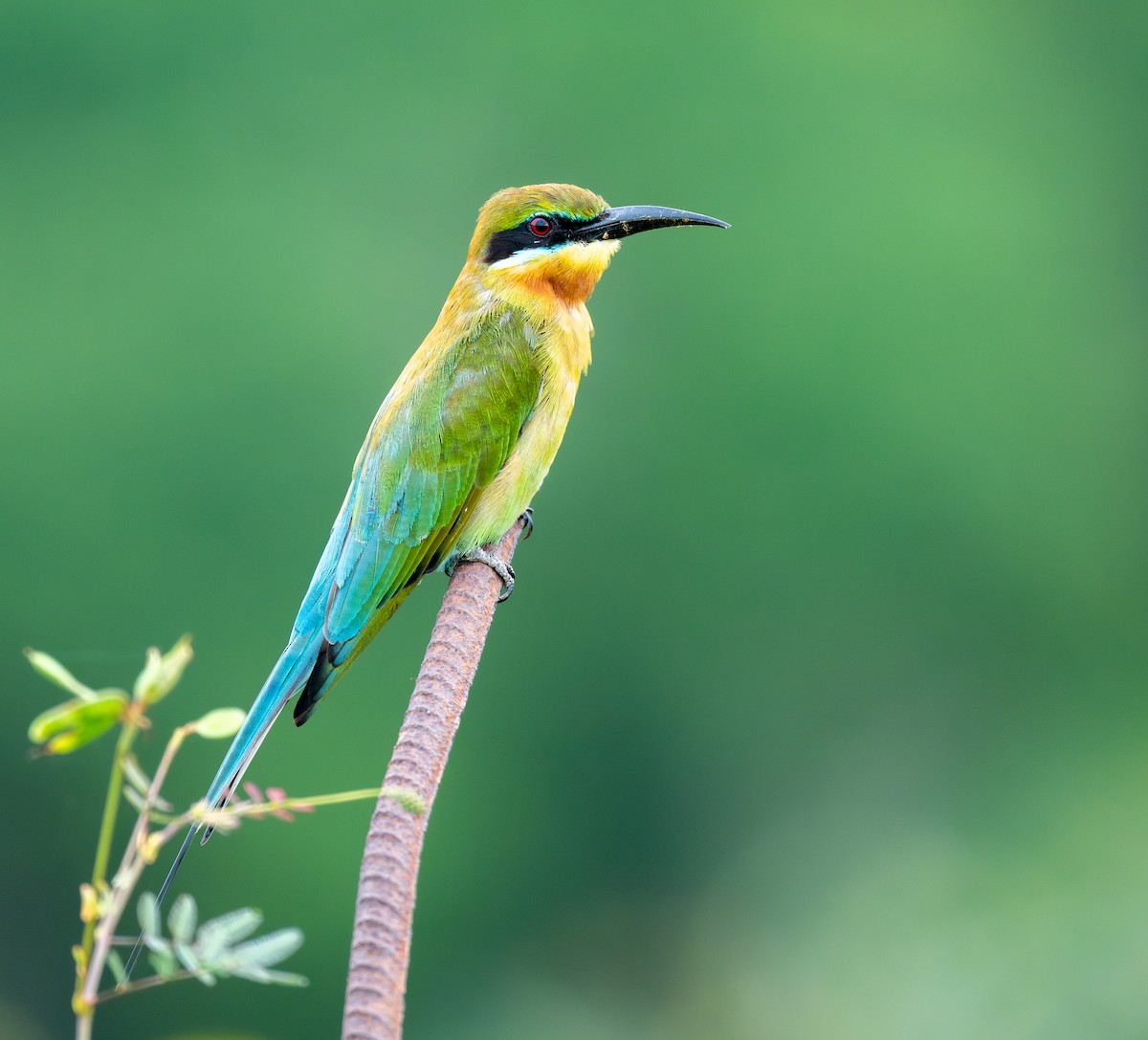 ハリオハチクイ - ML645931828