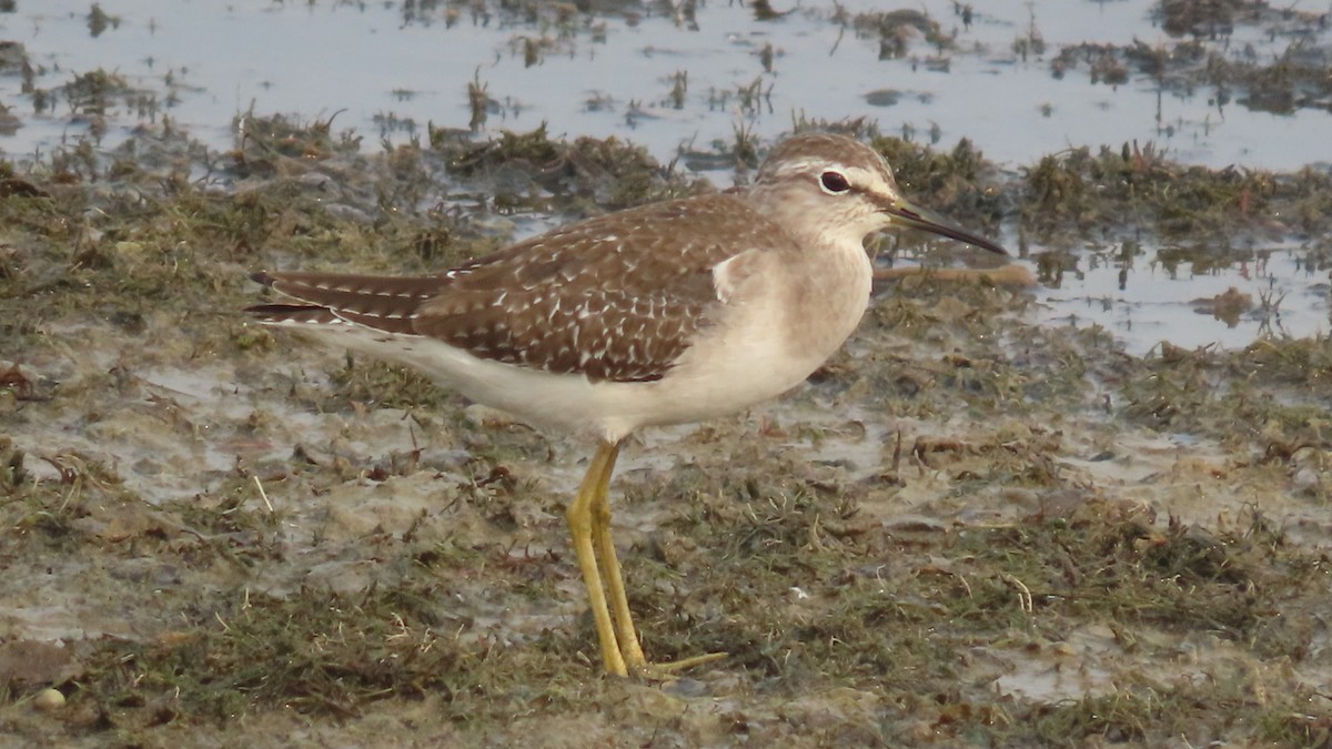 タカブシギ - ML645931829
