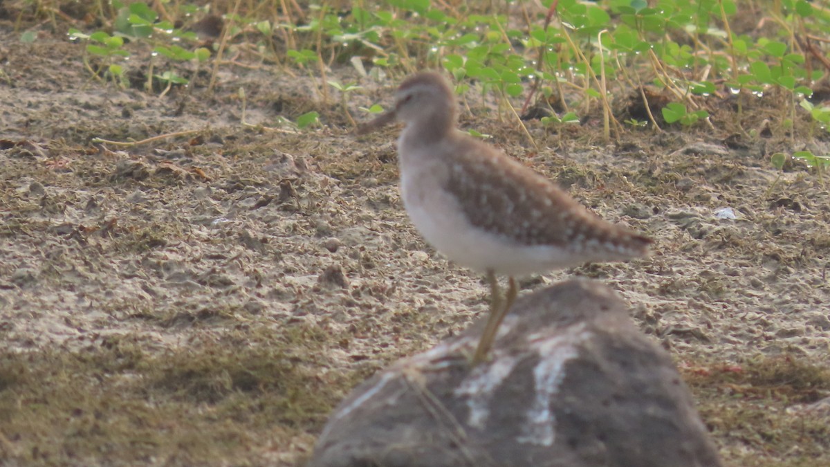 タカブシギ - ML645931831