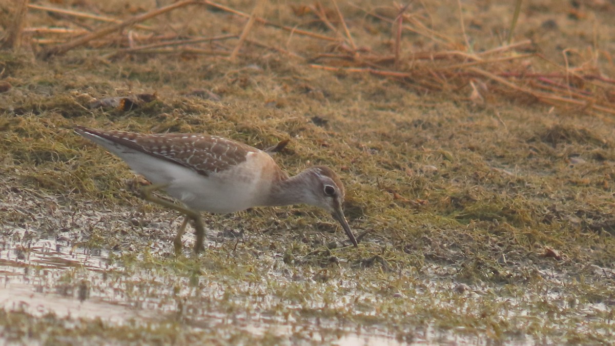 タカブシギ - ML645931832