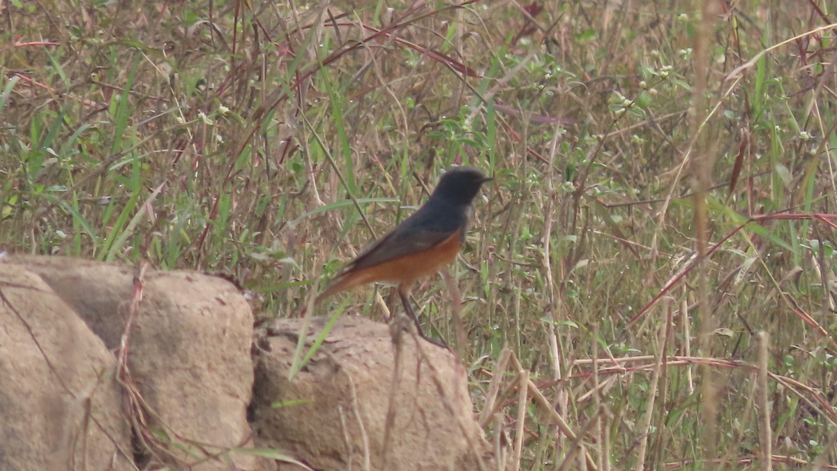 クロジョウビタキ - ML645931833