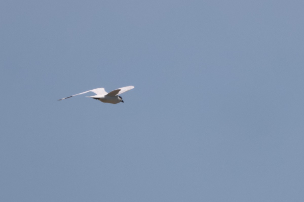 オーストラリアハシブトアジサシ - ML645931834