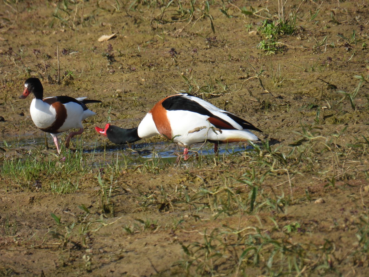 ツクシガモ - ML645931835