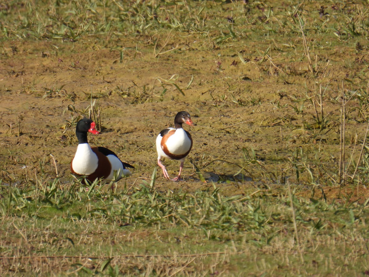 ツクシガモ - ML645931836