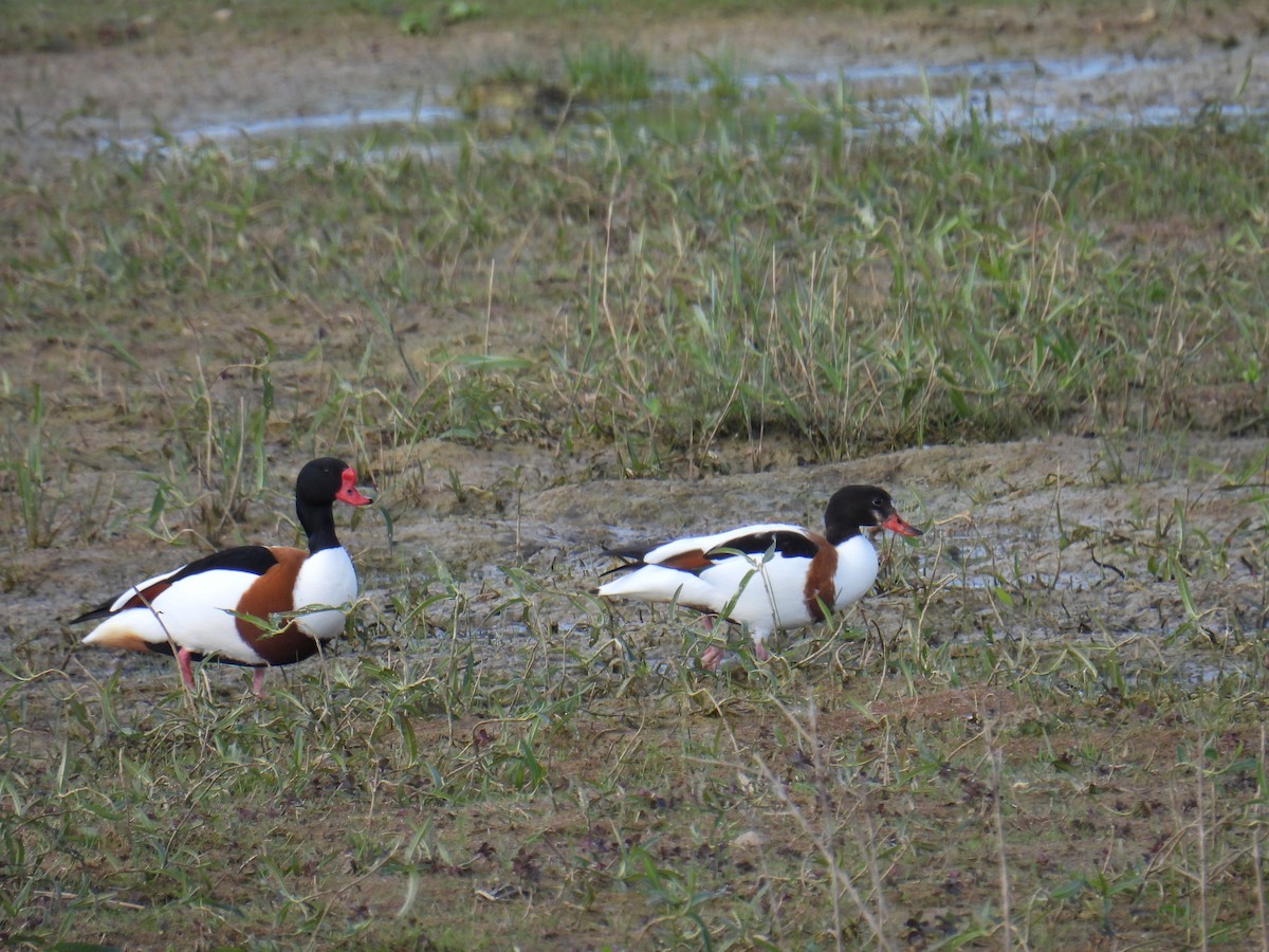 ツクシガモ - ML645931837