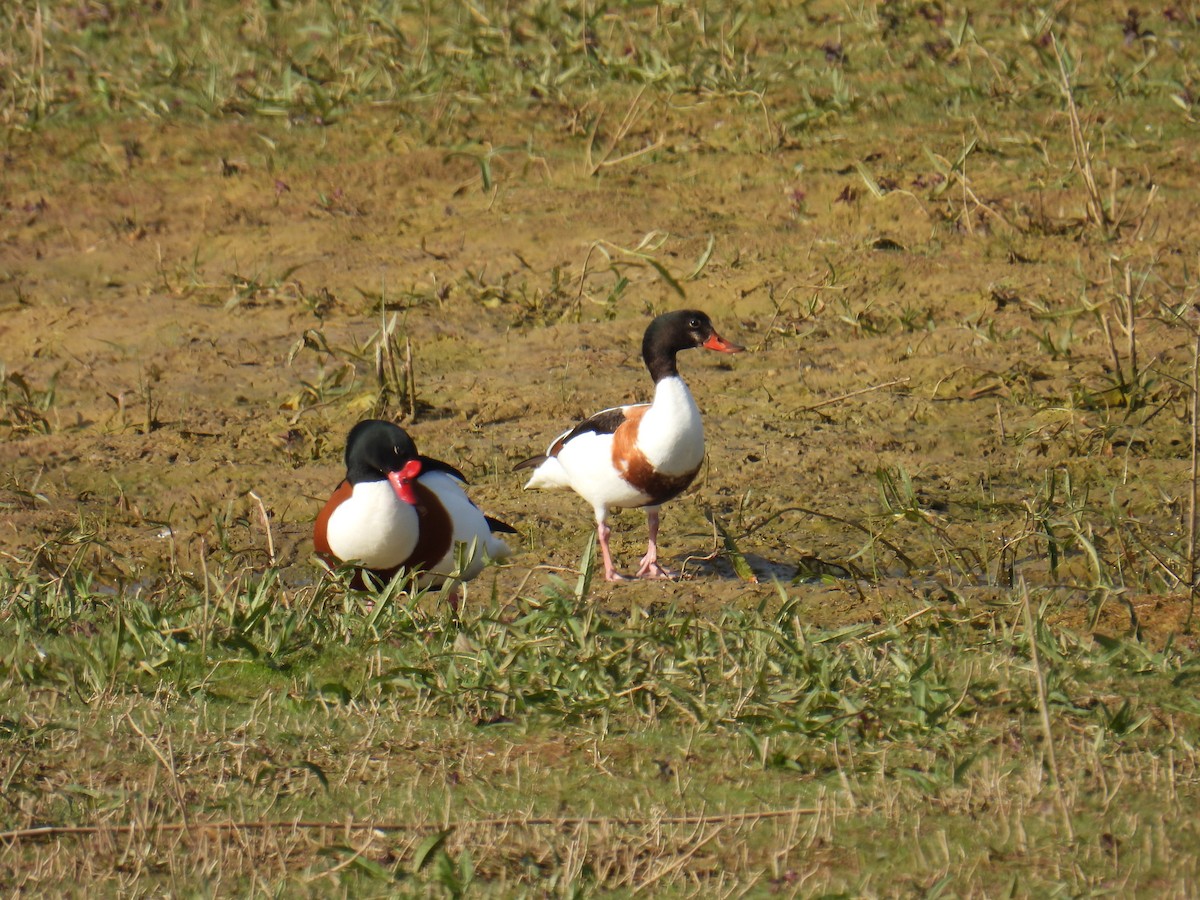 ツクシガモ - ML645931838