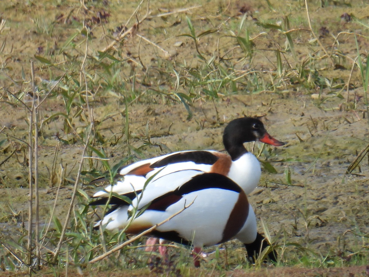 ツクシガモ - ML645931839