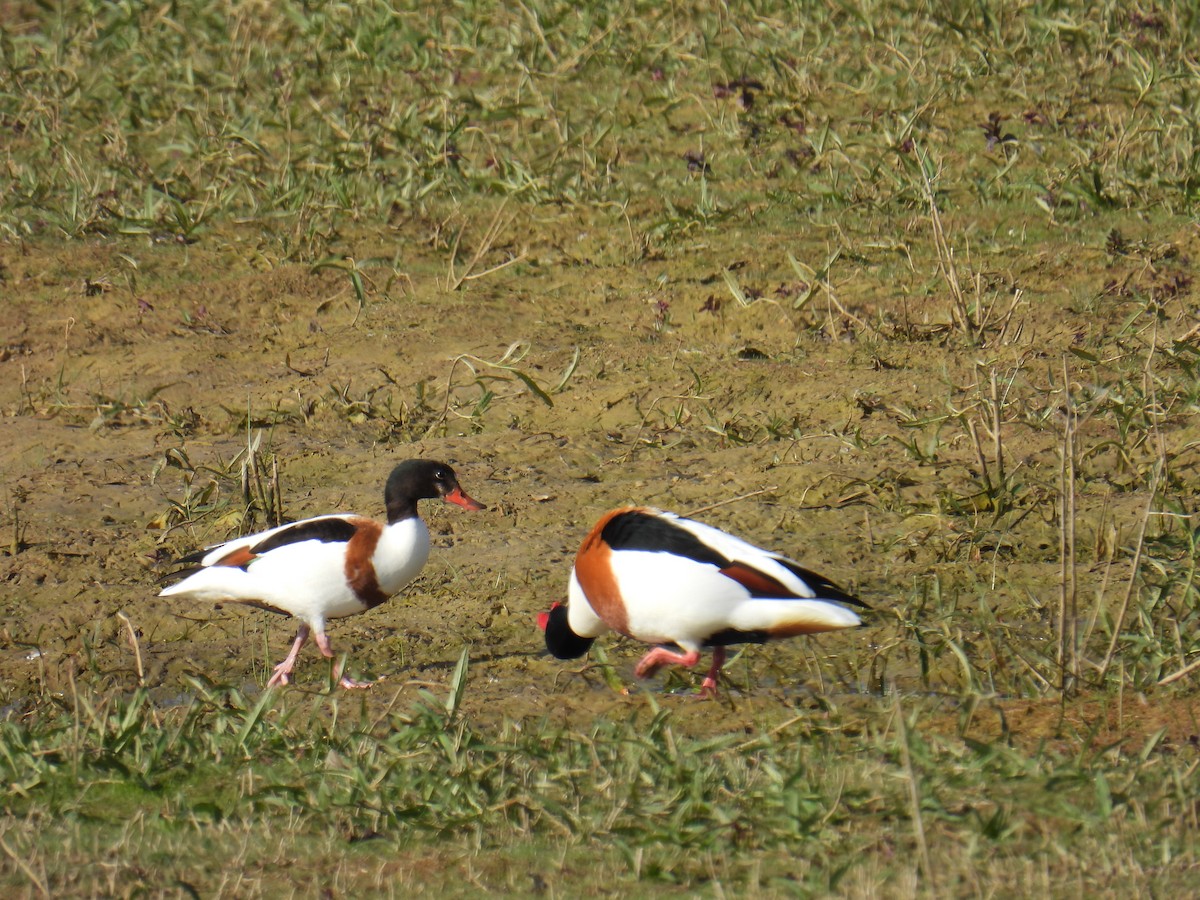 ツクシガモ - ML645931840