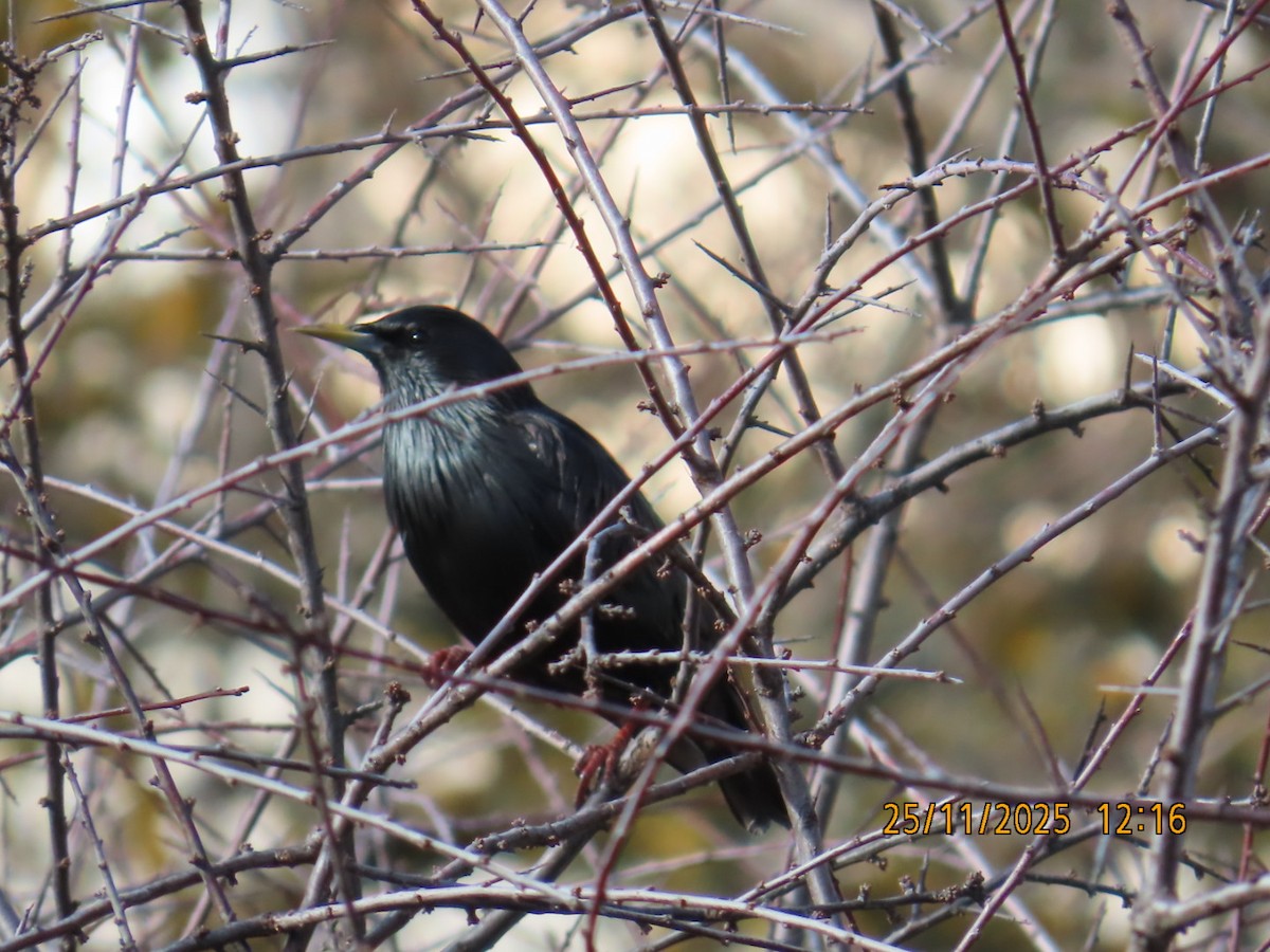 ムジホシムクドリ - ML645931841