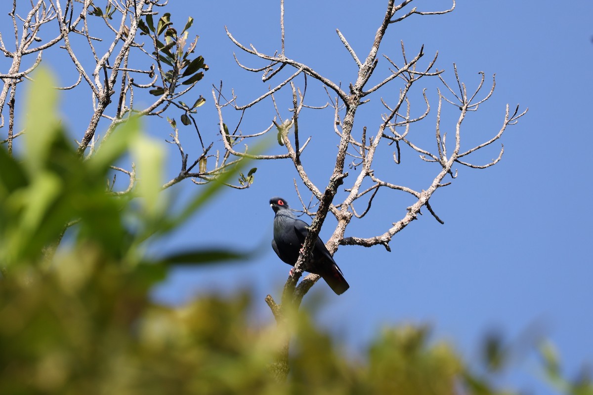 マダガスカルルリバト - ML645931842