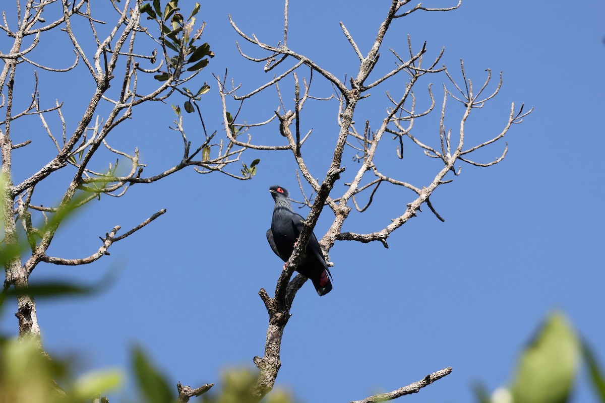 マダガスカルルリバト - ML645931843