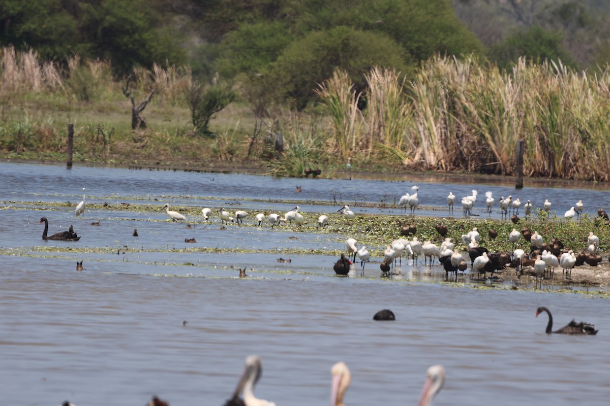 オーストラリアヘラサギ - ML645931845