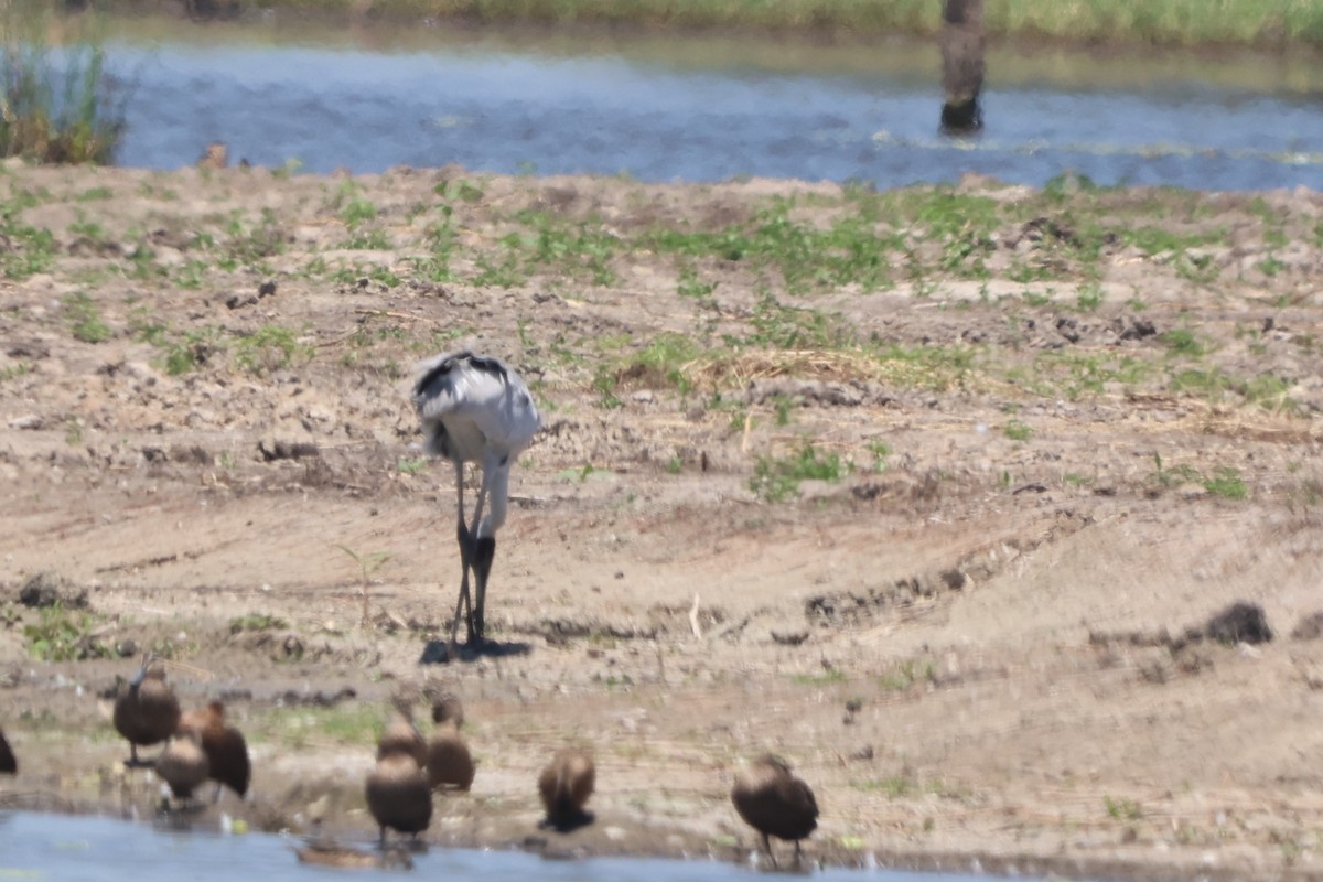 オーストラリアヅル - ML645931846