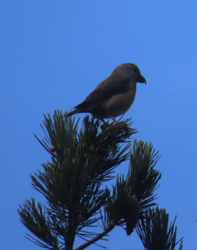 Red Crossbill - ML645931854