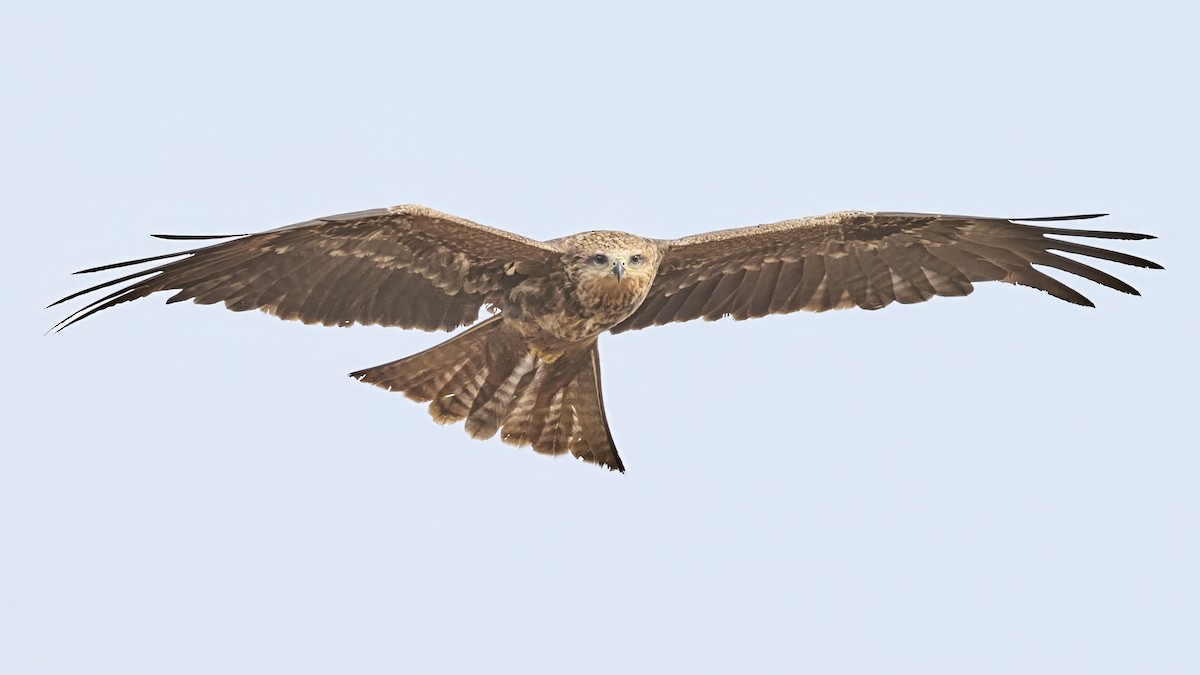 Black Kite - ML645931855