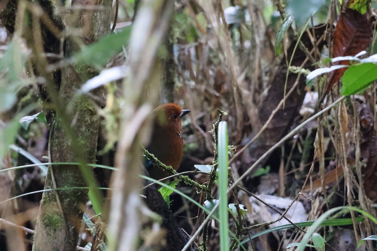 Rufous-headed Ground-Roller - ML645931857