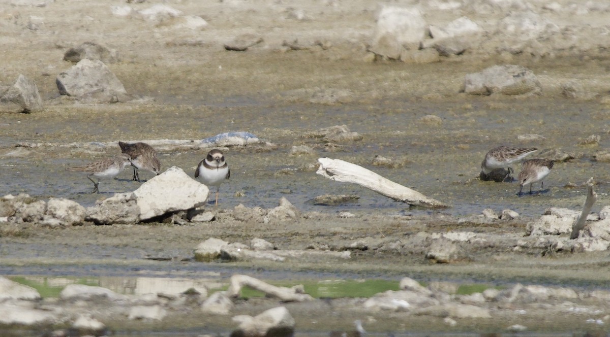 Küçük Kumkuşu - ML645931860