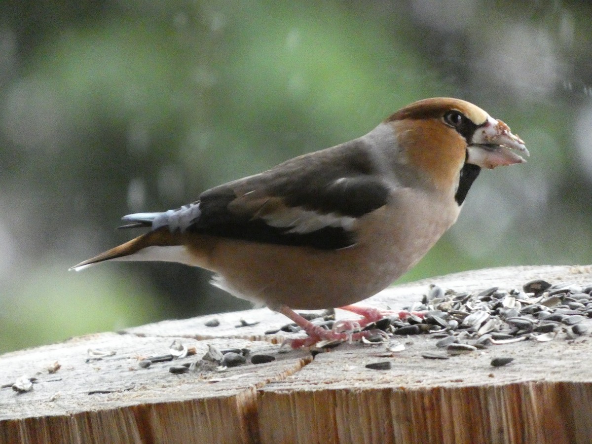 Hawfinch - ML645931863