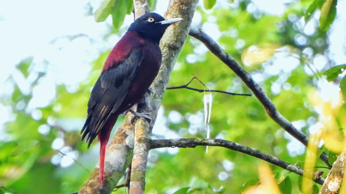 Maroon Oriole - ML645931864