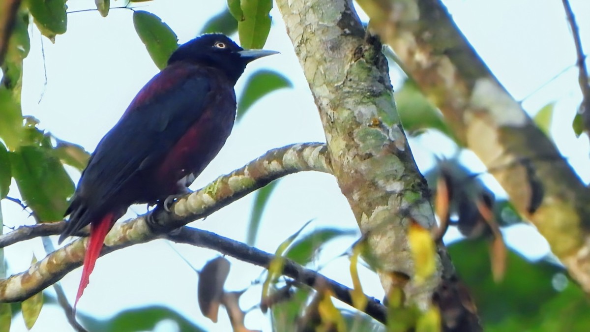 Maroon Oriole - ML645931865