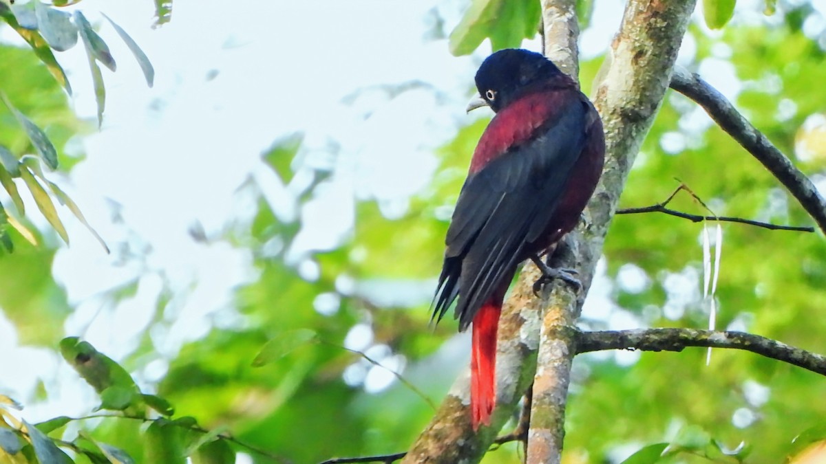 Maroon Oriole - ML645931866