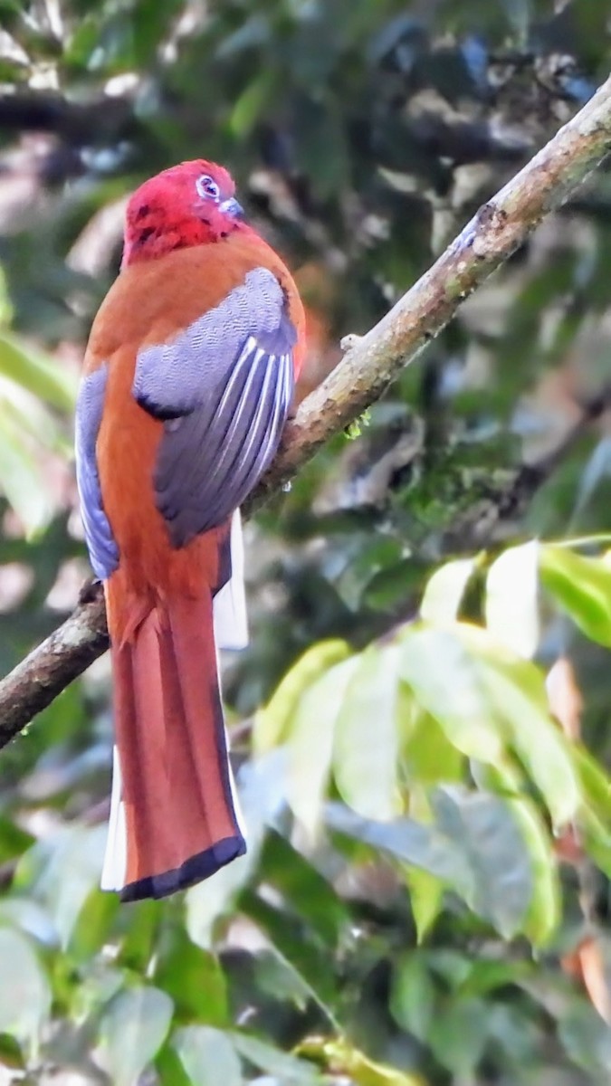 rødhodetrogon - ML645931868