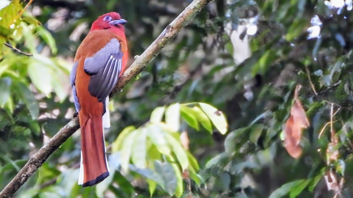 rødhodetrogon - ML645931869
