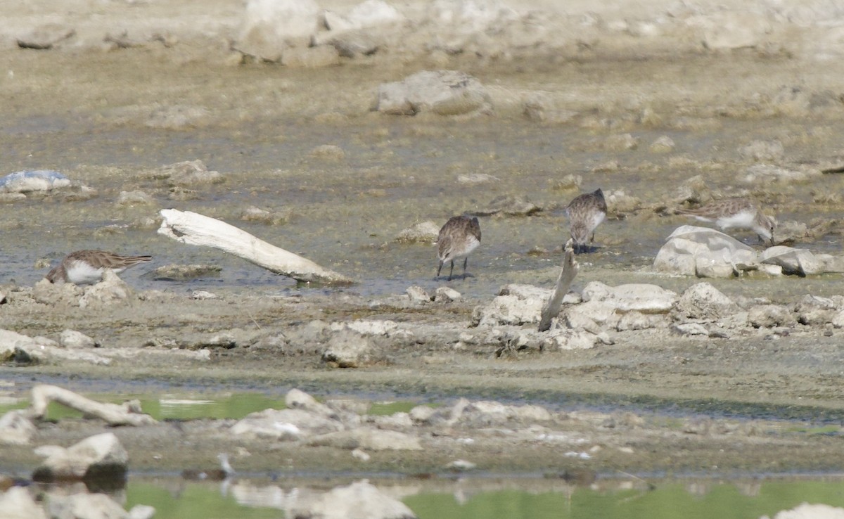 Küçük Kumkuşu - ML645931871