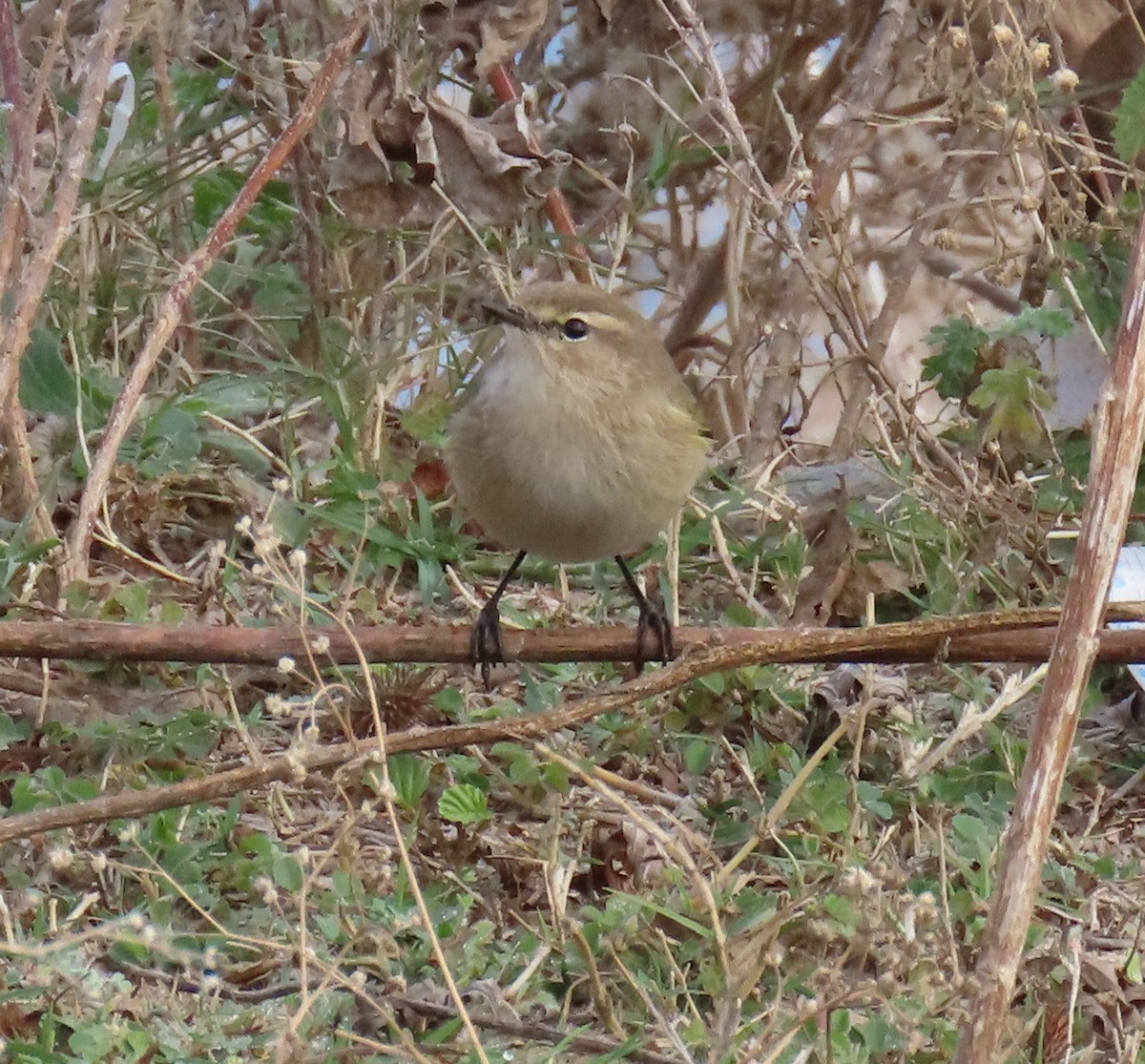 Common Chiffchaff - ML645931872