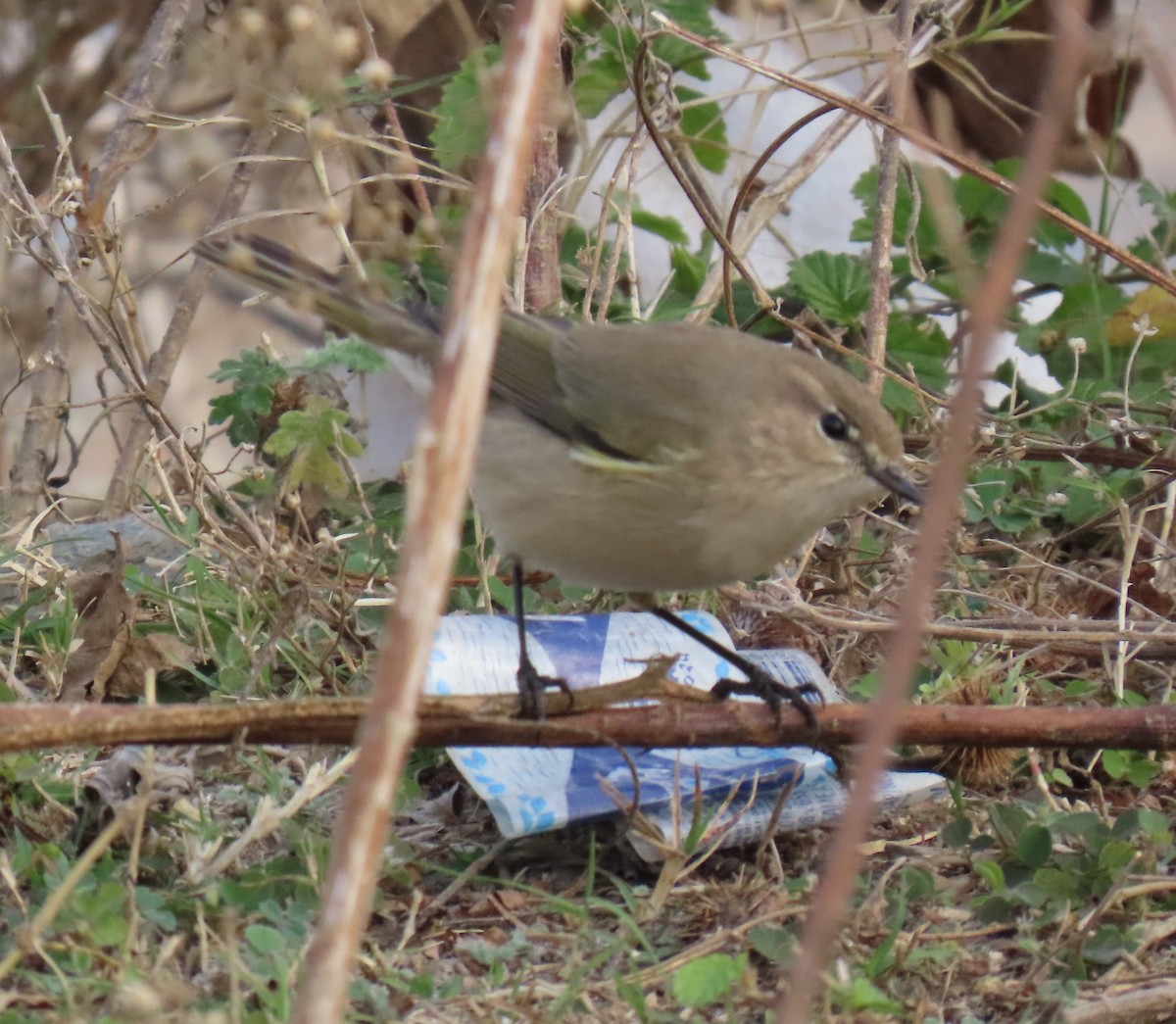 嘰喳柳鶯 - ML645931874