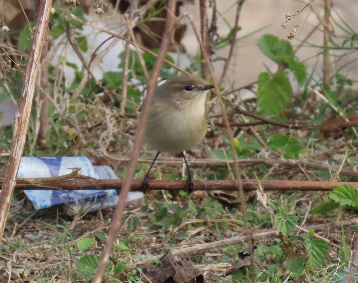 嘰喳柳鶯 - ML645931875