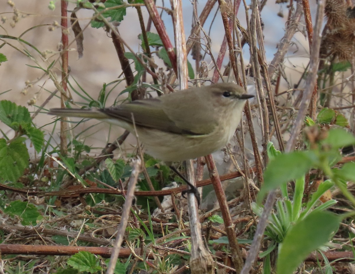 嘰喳柳鶯 - ML645931876