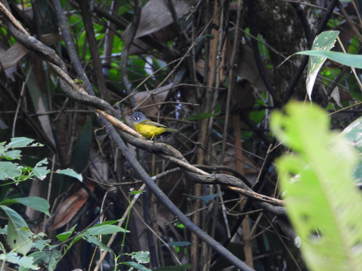Gray-cheeked Warbler - ML645931879