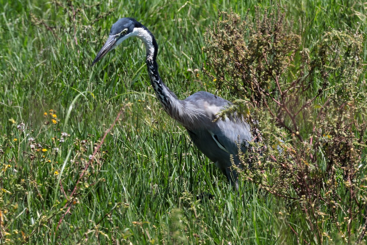 Black-headed Heron - ML645931880