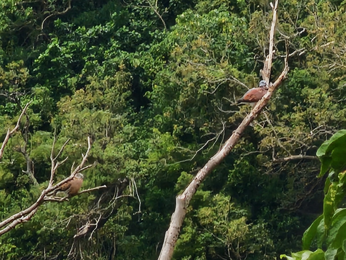 紅鳩 - ML645931881