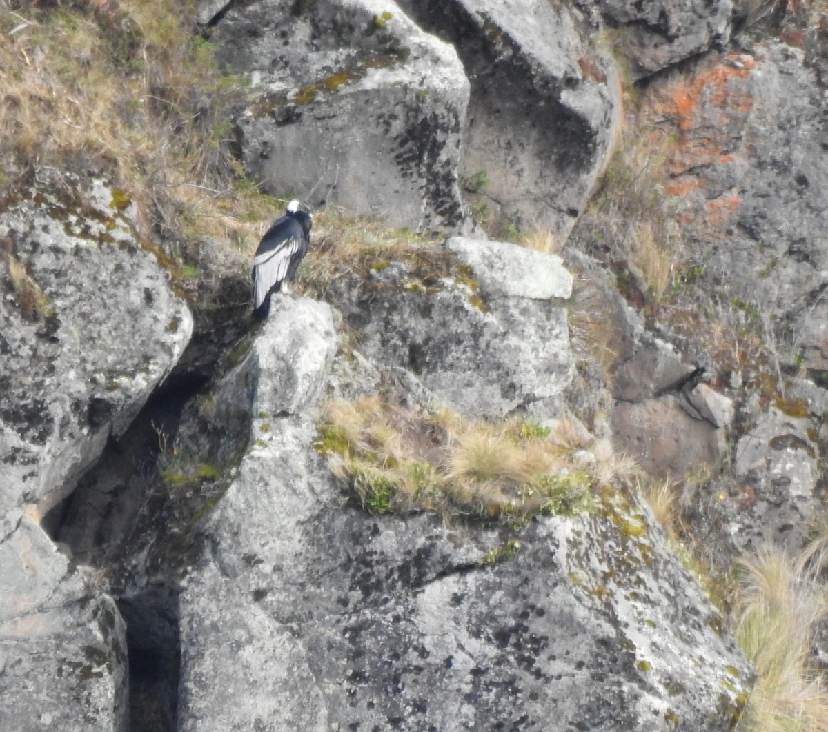 Andean Condor - ML645931882