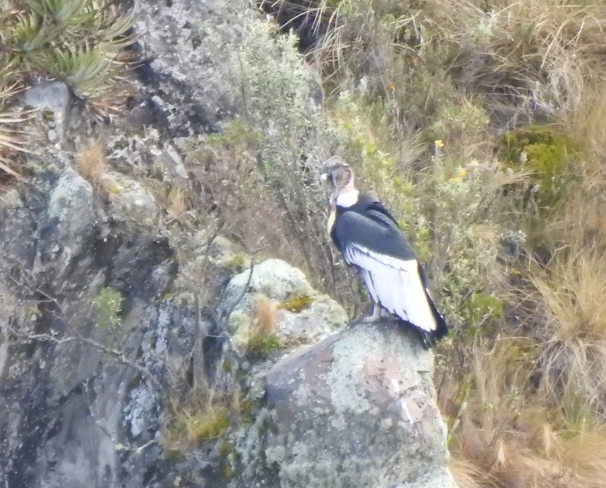 Andean Condor - ML645931883