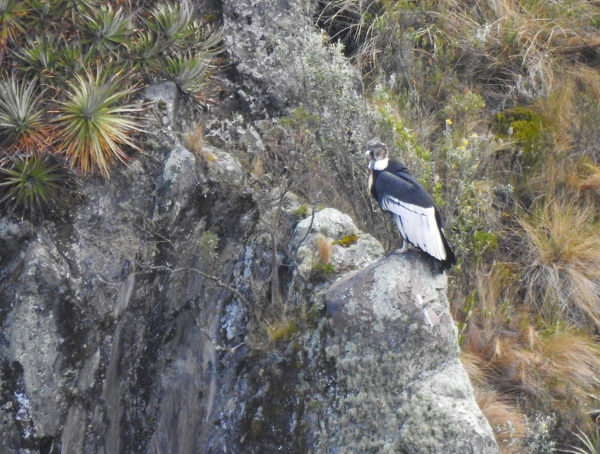 Andean Condor - ML645931884