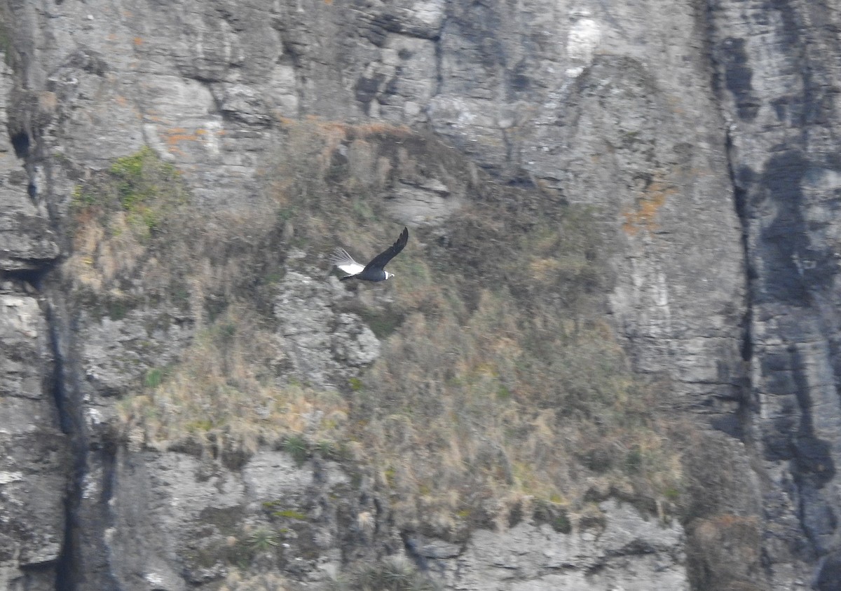 Andean Condor - ML645931885