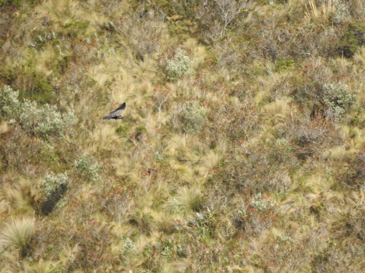 Andean Condor - ML645931886